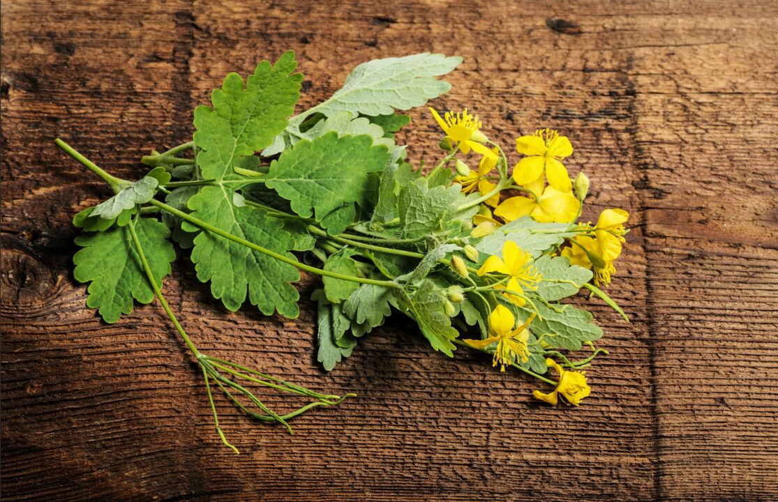 Celidonia una planta medicinal contra los hongos en las uñas de los pies